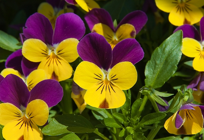 Viola tricolor